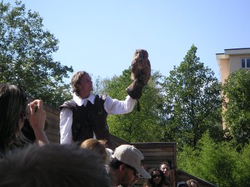 Die Eule wird vorgestellt